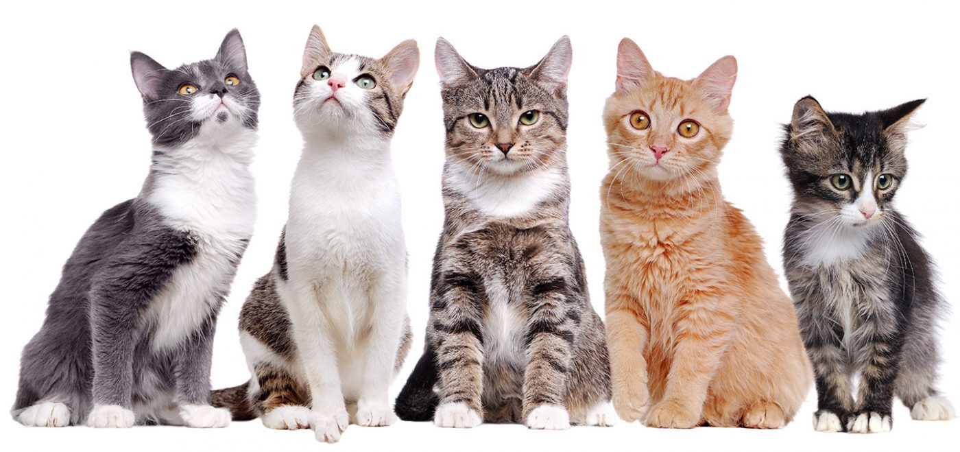 三大貓貓常見疾病 治療費超貴 PetbleCare 寵物保險
