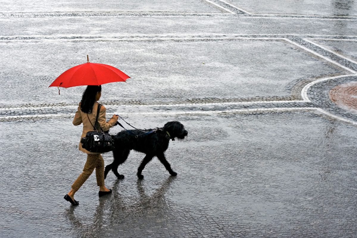 颱風雨季殺到 打風堅持放狗？4大法寶你要知 PetbleCare 寵物保險