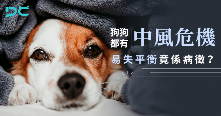PetbleCare 寵物保險 香港 買寵物保險 貓貓 狗狗 狗狗中風 易失平衡 病徵 缺血性腦中風 出血性腦中風