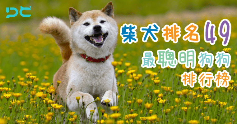 PetbleCare 寵物保險 香港 柴犬排名 49 最聰明狗狗排行榜