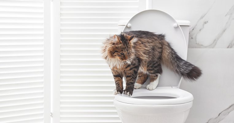 PetbleCare 貓貓 為何貓貓愛喝馬桶水